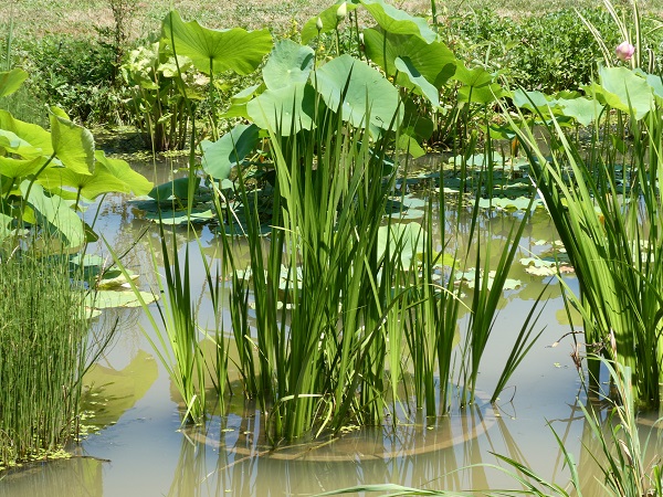 Acorus calamus Acorus calamus