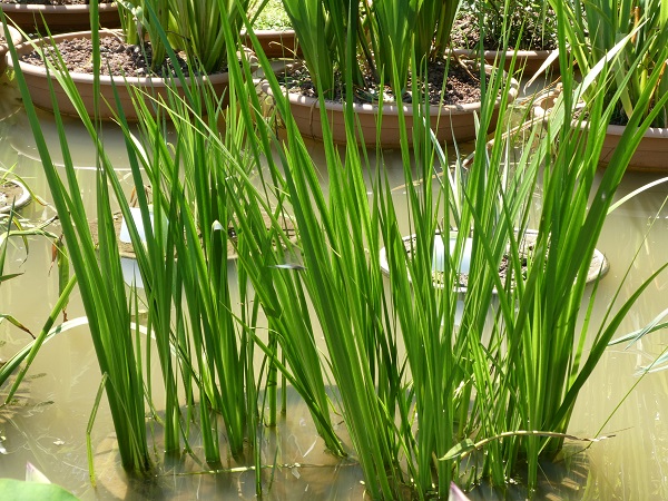 Acorus calamus Acorus calamus
