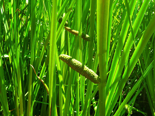 Acorus calamus Acorus calamus