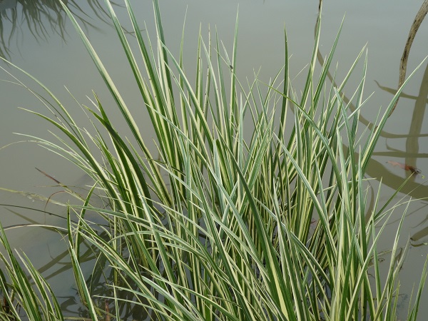 Acorus gramineus Variegatus Acorus gramineus Variegatus