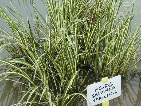 Acorus gramineus Variegatus Acorus gramineus Variegatus