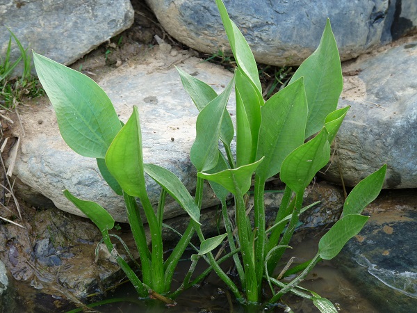 Alisma plantago aquatica Alisma plantago aquatica