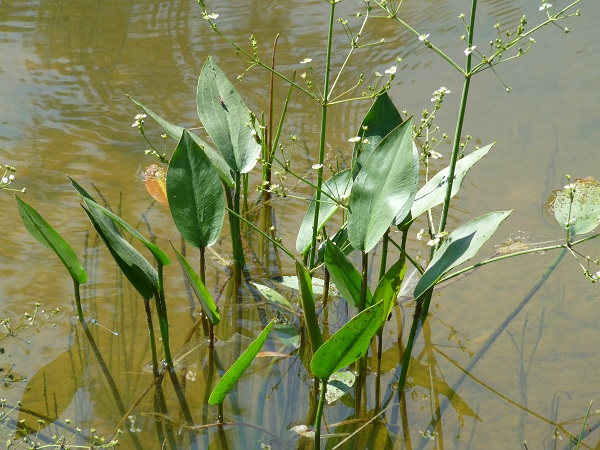Alisma plantago aquatica Alisma plantago aquatica