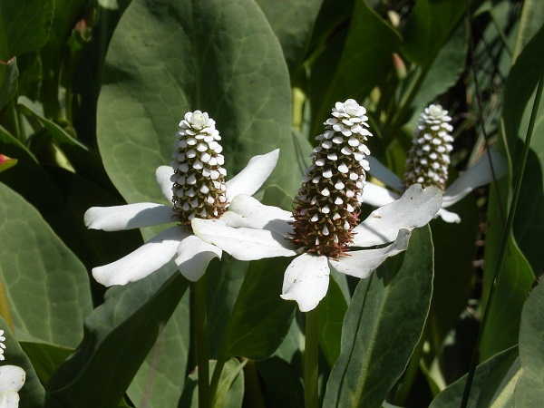 Anemopsis Californica Anemopsis Californica