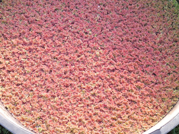 Azolla Filiculoides Azolla Filiculoides