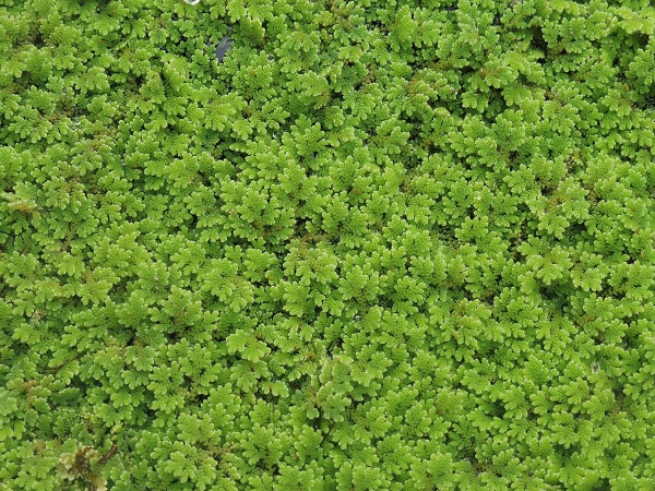 Azolla Filiculoides Azolla Filiculoides
