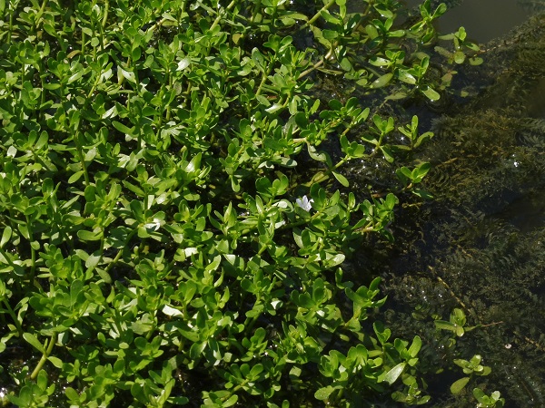 Alisma Bacopa Monnieri Alisma Bacopa Monnieri