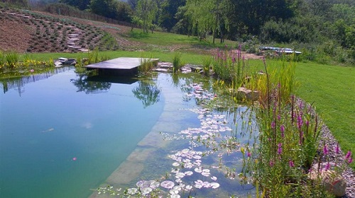 Piante Acquatiche Come Realizzare Una Biopiscina Laghetto