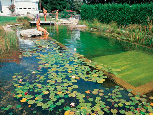 Piante Acquatiche Come Realizzare Una Biopiscina Laghetto