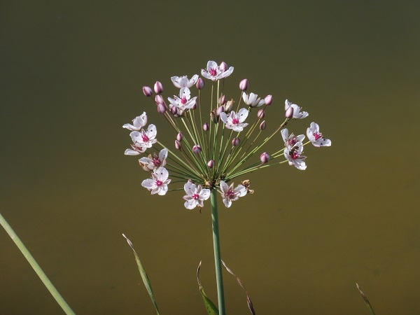 Butomus umbellatus Butomus umbellatus