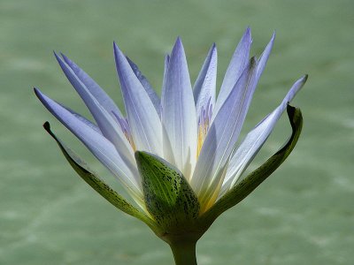 Piante acquatiche tipi di piante acquatiche ninfee, fior di loto ... Fiori acquatici nomi