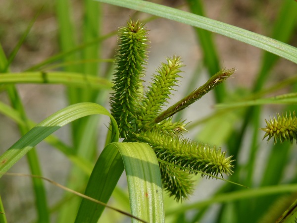 Carex pseudocyperus Carex pseudocyperus