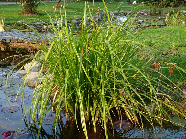 Carex pseudocyperus Carex pseudocyperus