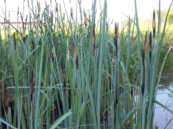 Carex Riparia Carex Riparia