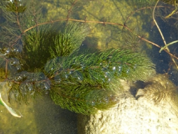 Ceratophyllum demersum Ceratophyllum demersum