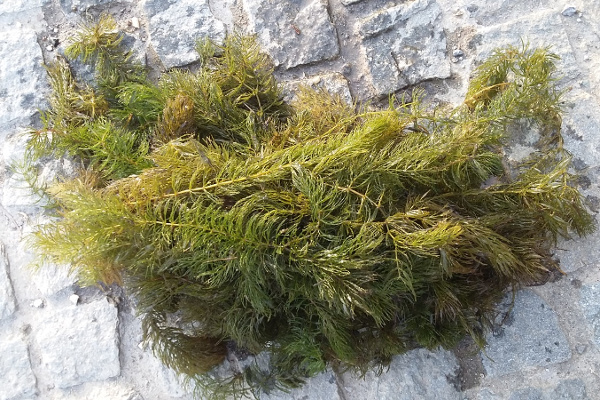 Ceratophyllum demersum Ceratophyllum demersum