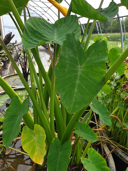 Colocasia esculenta Colocasia esculenta