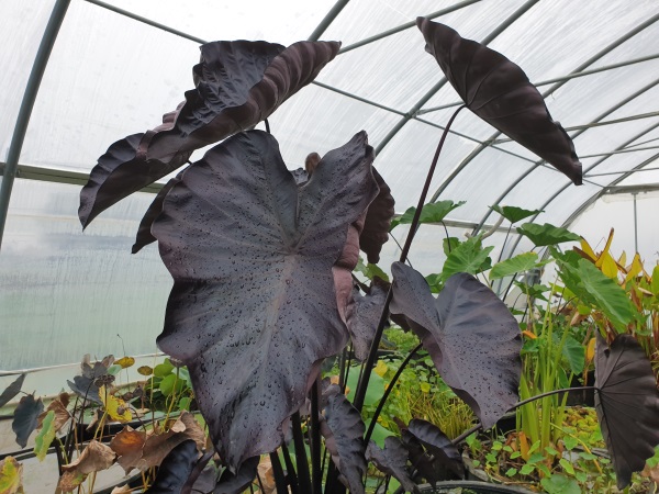 Colocasia esculenta Black Coral Colocasia esculenta Black Coral