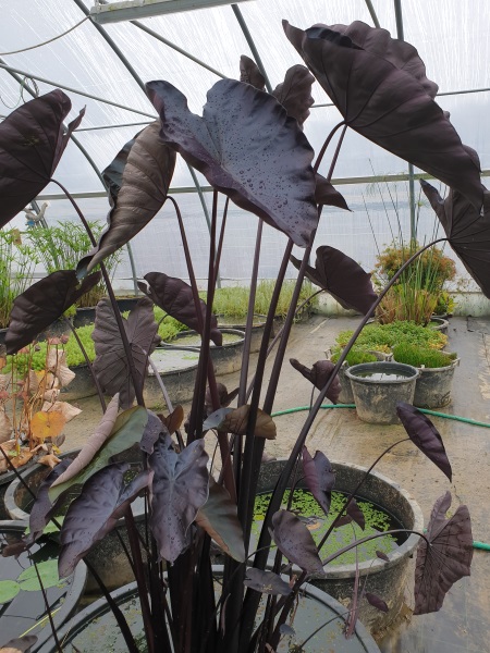 Colocasia esculenta Black Coral Colocasia esculenta Black Coral