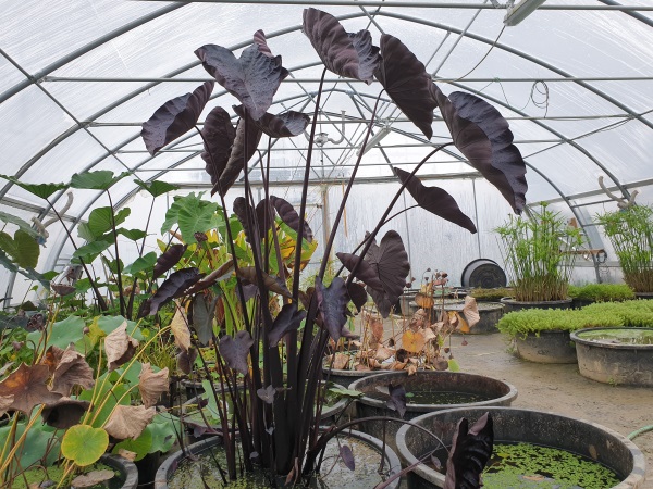 Colocasia esculenta Black Coral Colocasia esculenta Black Coral