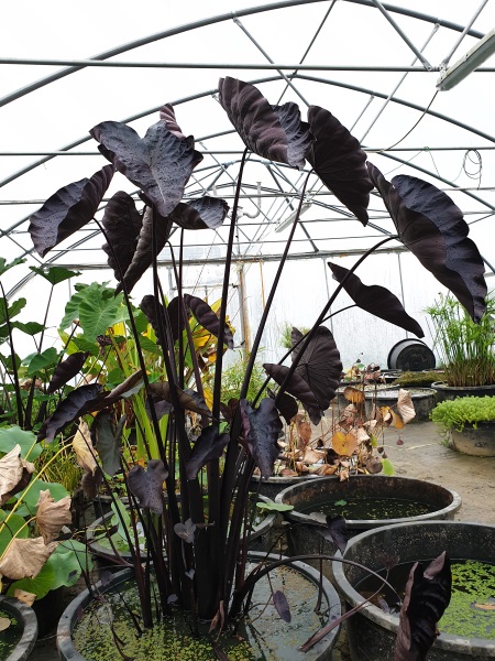 Colocasia esculenta Black Coral Colocasia esculenta Black Coral