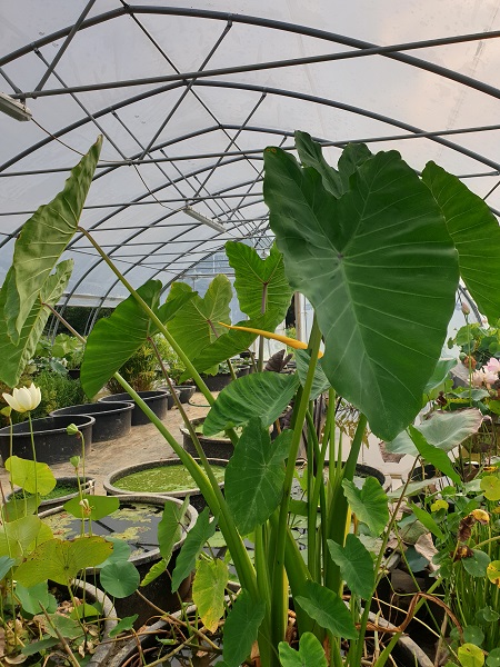 Colocasia esculenta Colocasia esculenta