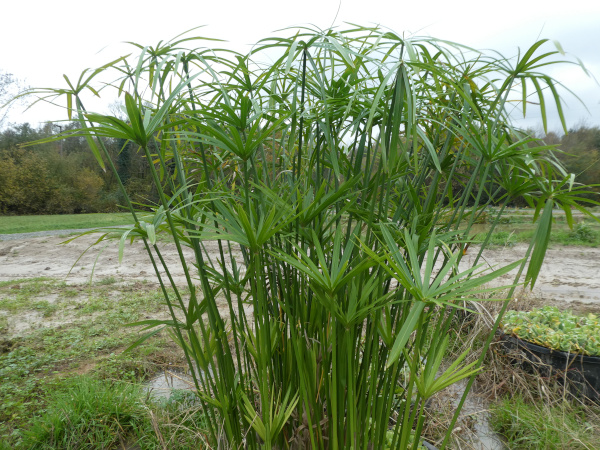 Cyperus alternifolius Cyperus alternifolius