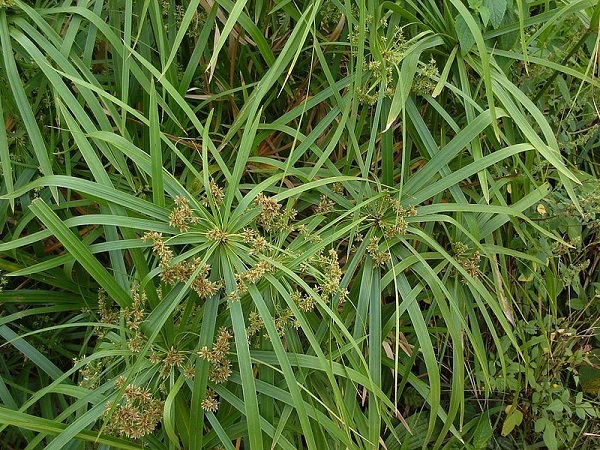 Cyperus alternifolius Cyperus alternifolius