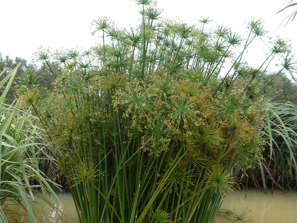 Cyperus Haspan Cyperus Haspan
