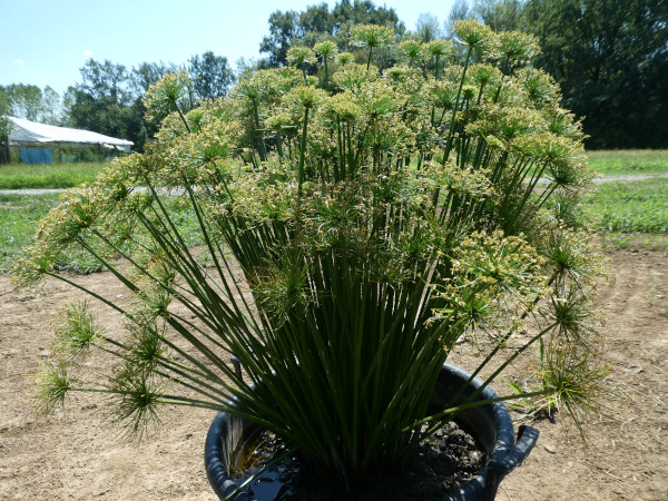 Cyperus Haspan Cyperus Haspan