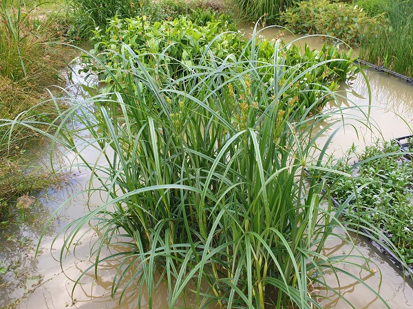 Cyperus longus Cyperus longus
