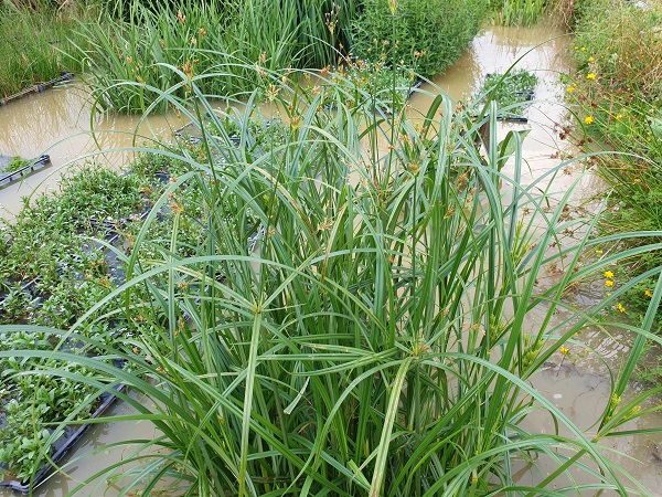 Cyperus longus Cyperus longus