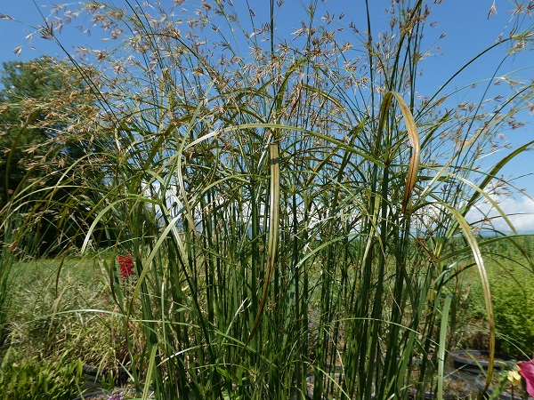 Cyperus longus Cyperus longus