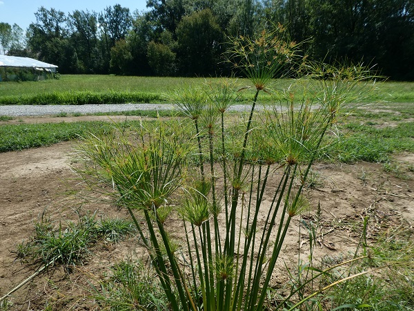 Cyperus papyrus Cyperus papyrus