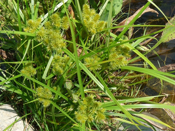 Cyperus Strigosus Cyperus Strigosus