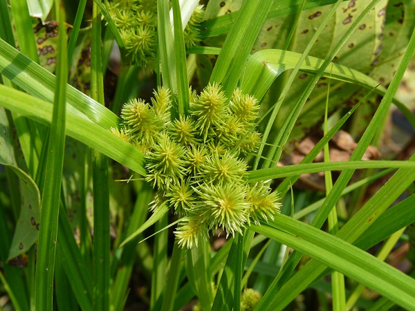 Cyperus Strigosus Cyperus Strigosus