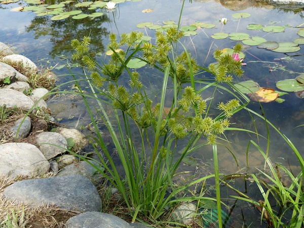 Cyperus Strigosus Cyperus Strigosus