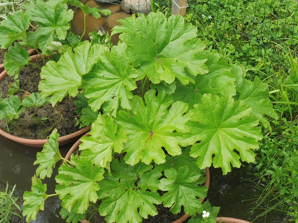 Darmera Peltata Darmera Peltata