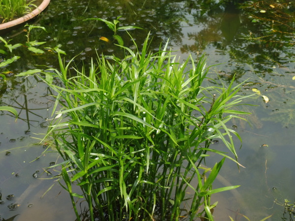 Dulichium Arundinaceum Dulichium Arundinaceum