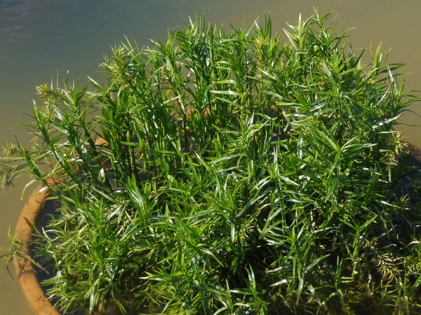 Dulichium Arundinaceum Dulichium Arundinaceum