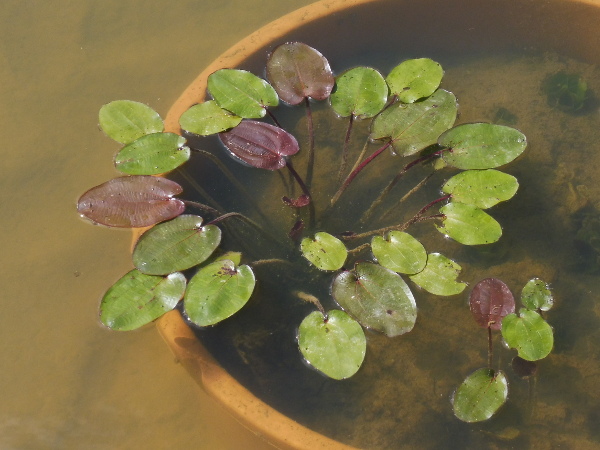 Echinodorus Cordifolius Echinodorus Cordifolius