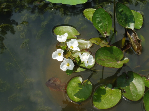 Echinodorus Cordifolius Echinodorus Cordifolius