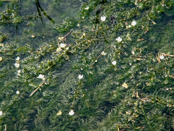Egeria Densa Egeria Densa