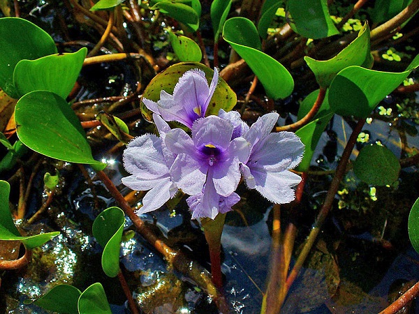 Eichhornia azurea Eichhornia azurea