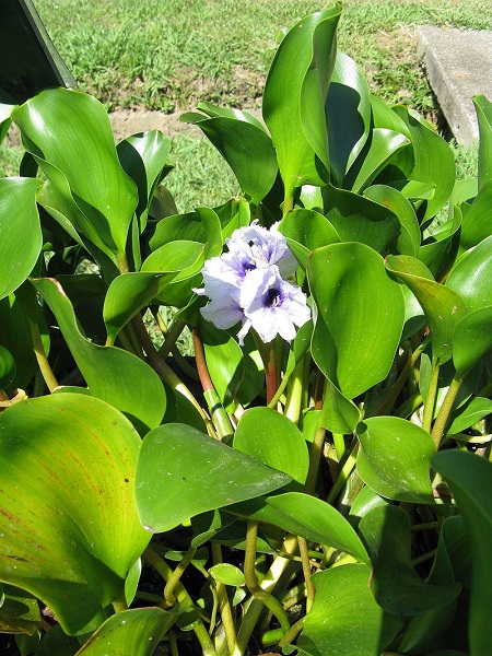 Eichhornia azurea Eichhornia azurea