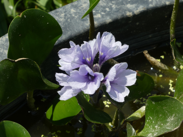 Eichhornia azurea Eichhornia azurea