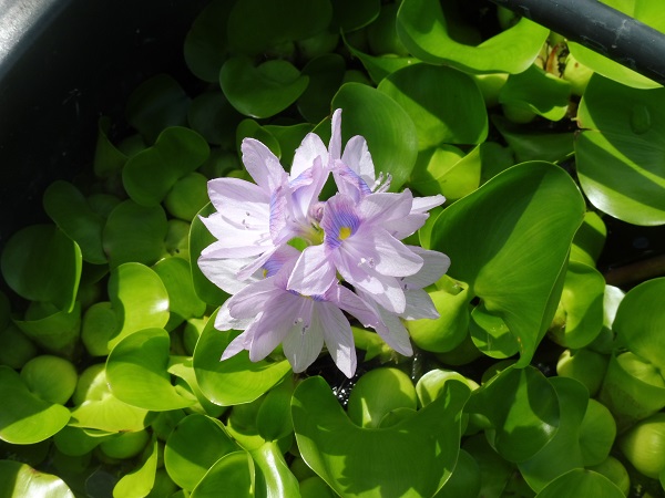 Eichornia Crassipes Eichornia Crassipes