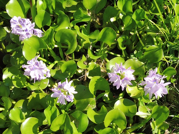 Eichornia Crassipes Eichornia Crassipes