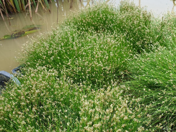 Eleocharis acicularis Eleocharis acicularis