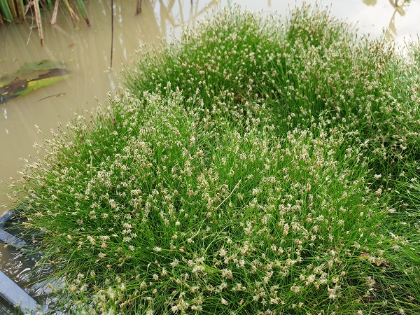 Eleocharis acicularis Eleocharis acicularis
